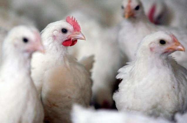 «الزراعة» تحظر استيراد الطيور من فرنسا وإيران